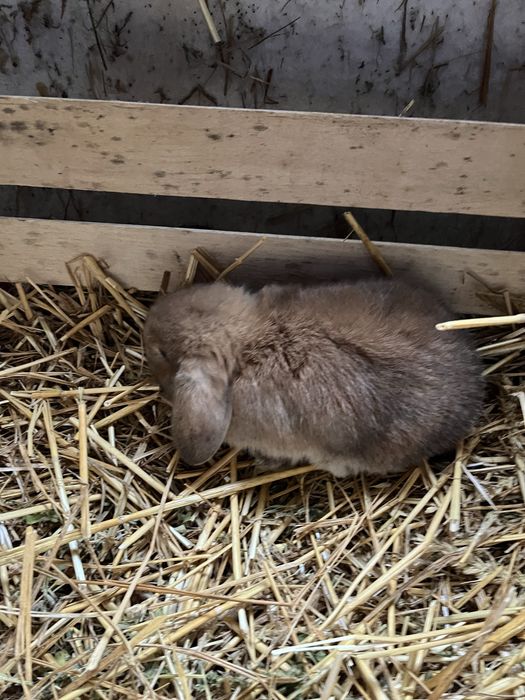 Iepurași  Holland Lop și Rex pitic disponibili !