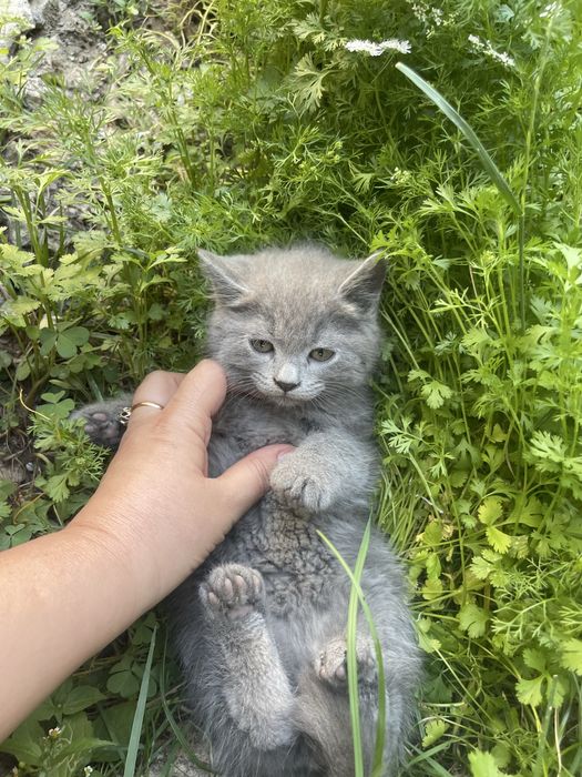 Продается британский котят