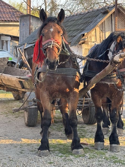 Manza de 2 ani cu acte cu tot foarte buna de ham