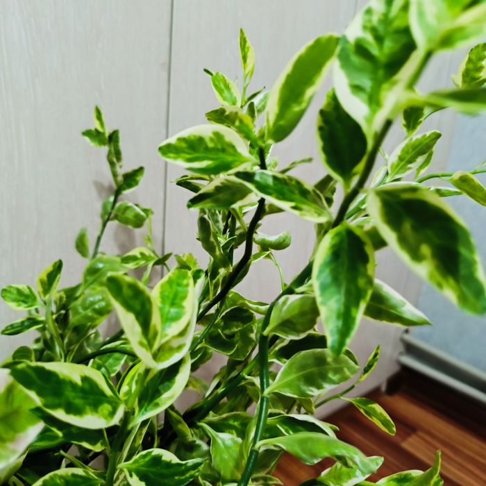 Комнатные растения - Педилантус