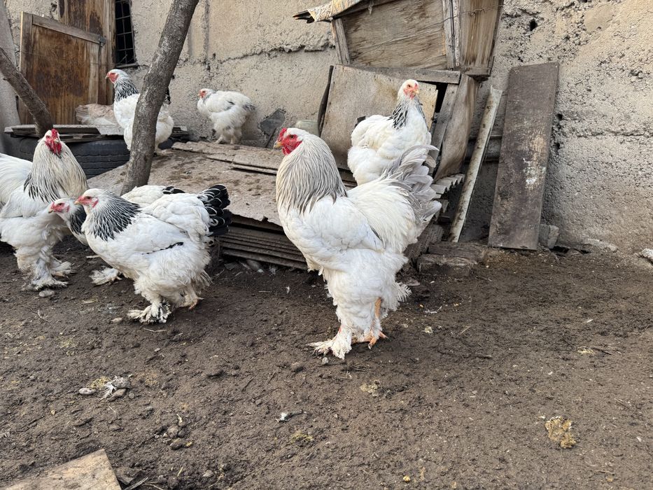 Петухи и куры брама