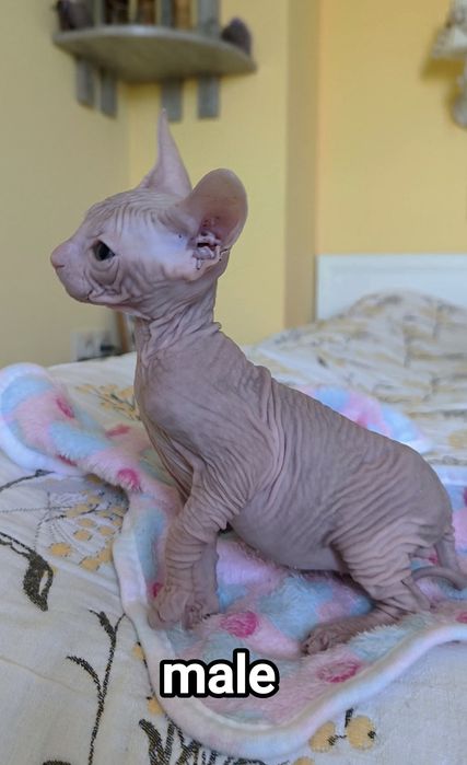 Don Sphynx чистокръвни момченце и момичета