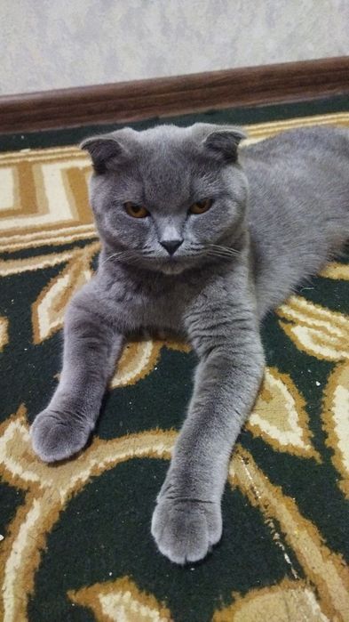 Продаются котята скоттиш фолд страйт шотландские вислоухие
