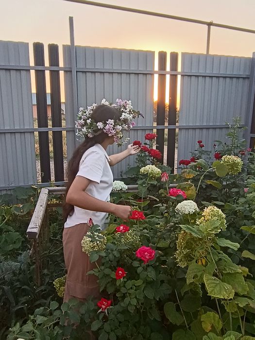 Продам декоративные кустарники