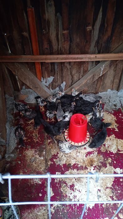 Pui de Australorp și wyandotte