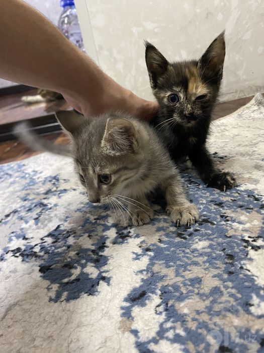 отдам даром 4 котят на хорошие руки