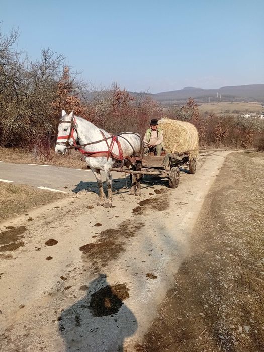 Iapa blanda si invatata si in unu si in doi