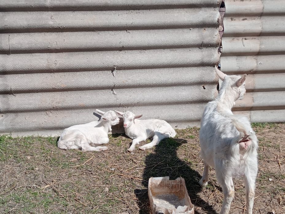 Голландский Занен