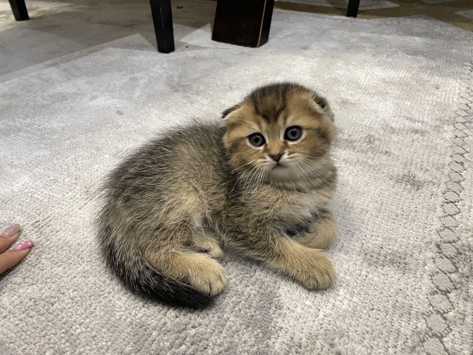 ПОРОДИСТЫЕ КОТЯТА 1 МЕС. скоттиш-фолд скоттиш-страйт, хайленд-страйт