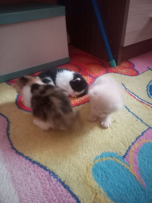 Котята в добрые руки