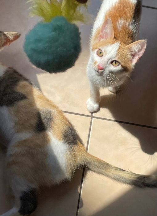 Подарявам малко коте