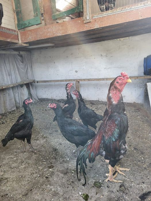 Сатамын дакан жумыртка 1000