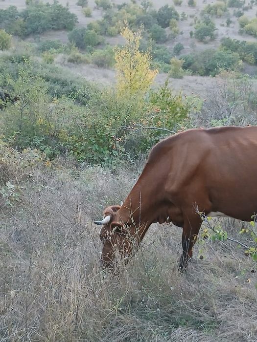 Продават се две юници на първо отелване