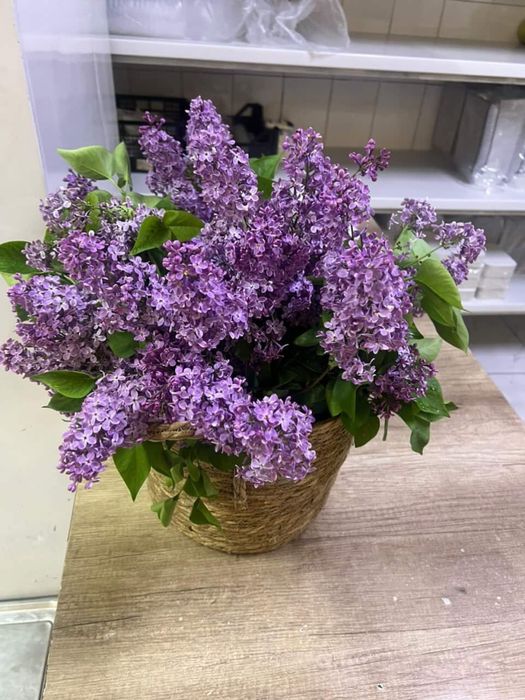 Апрельская сирень