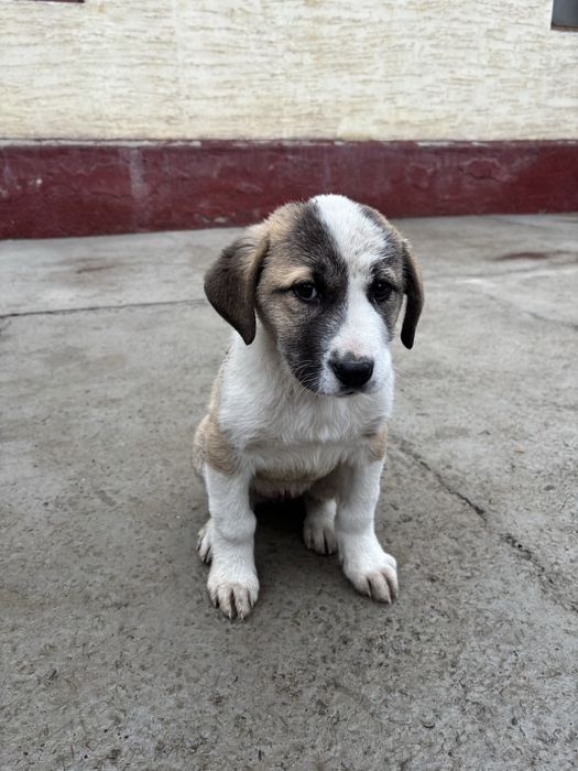 Алабай 2 айлык, ургашы кушик.