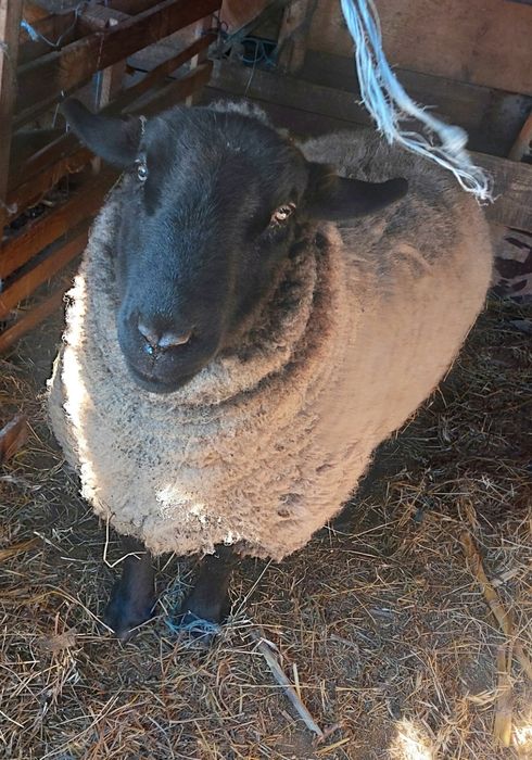 Vând berbec rasa suffolk