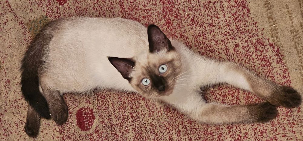 Сиамский котенок в добрые руки