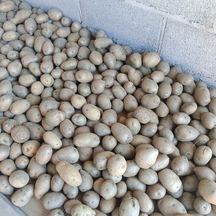 Продам картофель домашний на семена