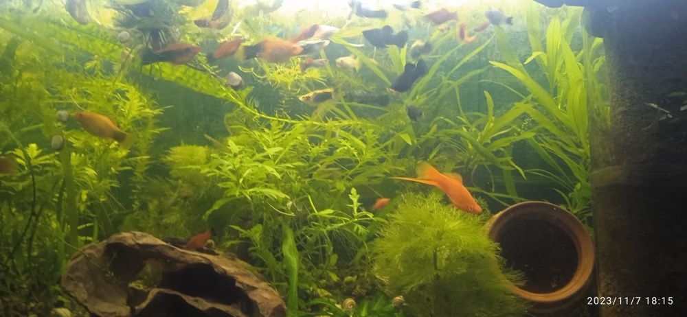 Аквариум 250 литров с рыбой