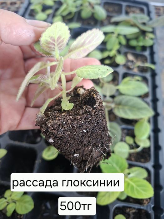 Продам комнатные цветы.