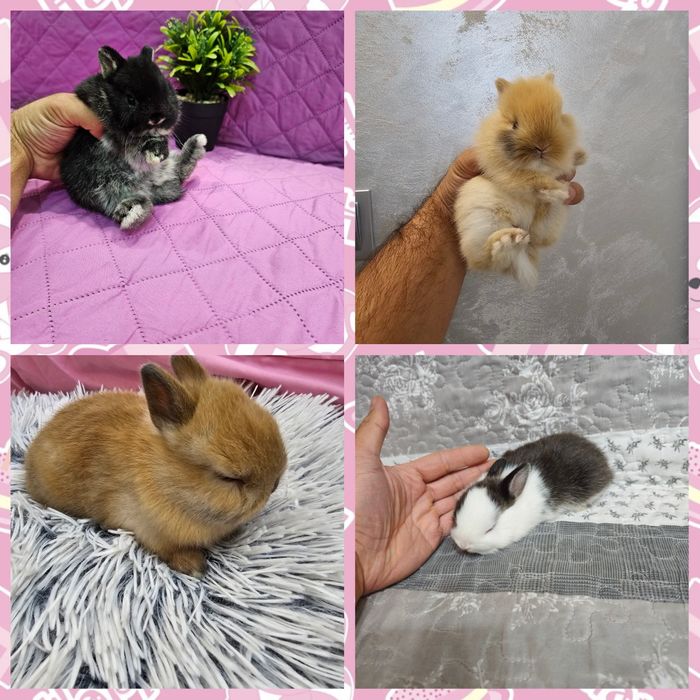 Мини зайци / Декоративни зайци от мини ферма