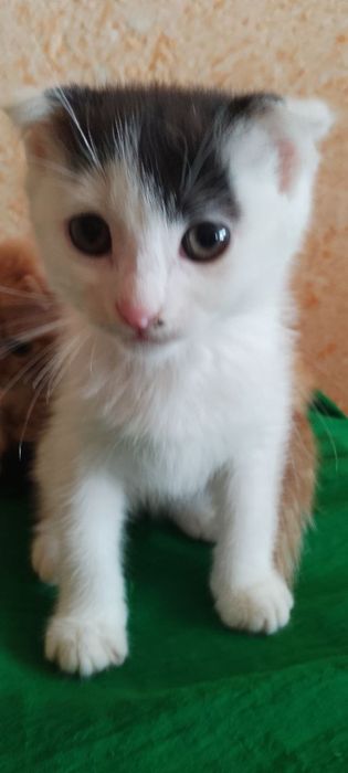 Mushuk bolasi sotiladi