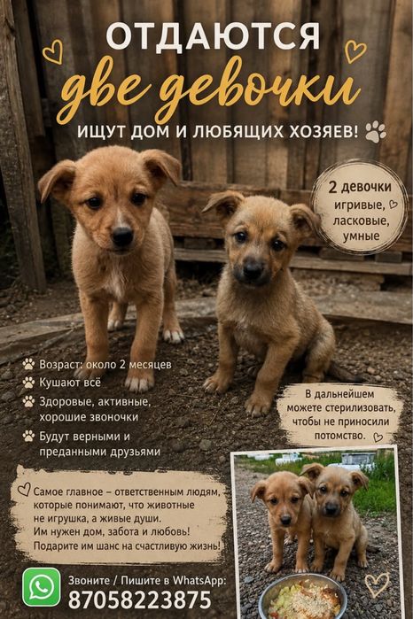 Отдам маленьких щенков