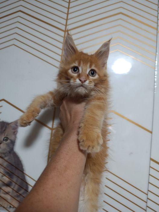 Продам котенка Мейн-кун девочка
