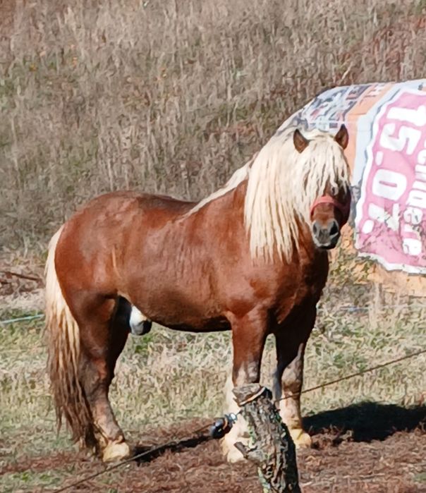 Armăsar de monta Contois