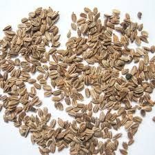 Семена моркови сорт Шантанэ