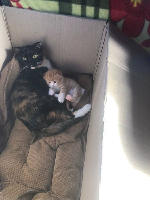 котята мушукчала