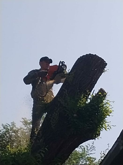 Спил деревьев от 10000тг
