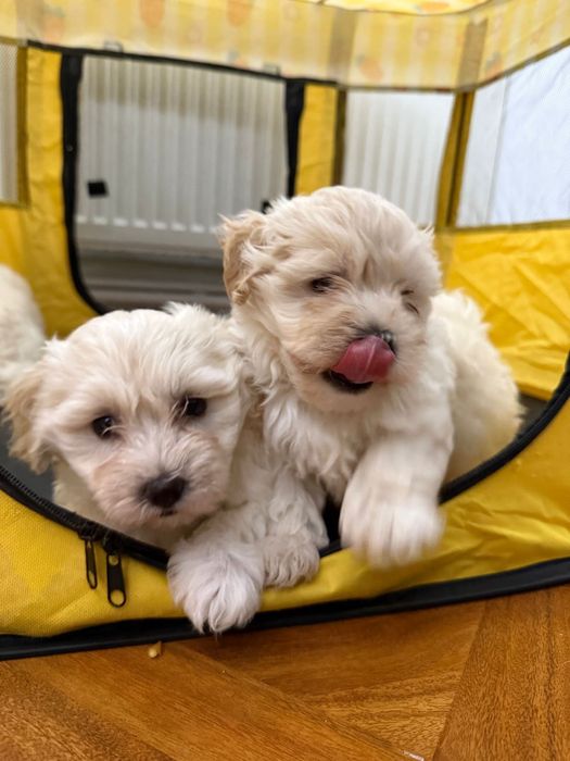 Bichoni maltezi fetite si baietei