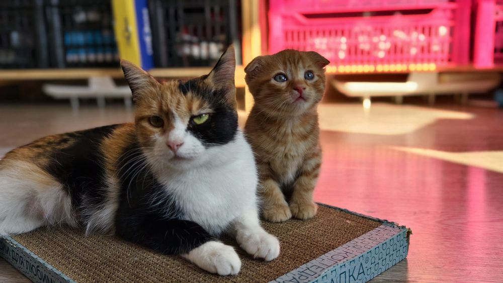 Счастливые котята