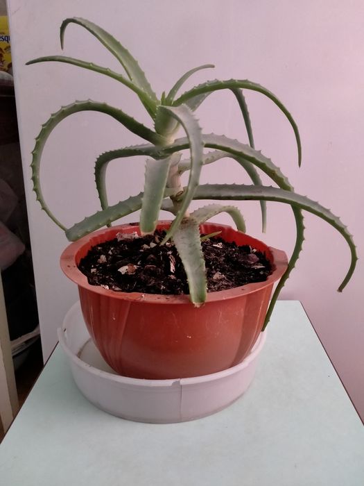 Комнатные (домашние) цветы