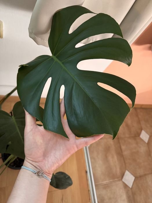 Monstera deliciosa в саксия