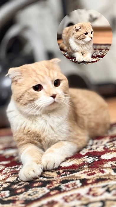 Скоттиш фолд продам
