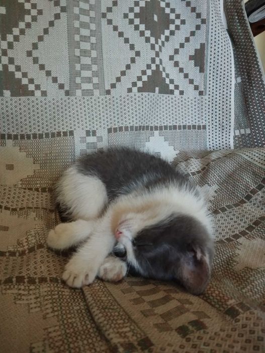 Девочка котёнок в добрые руки