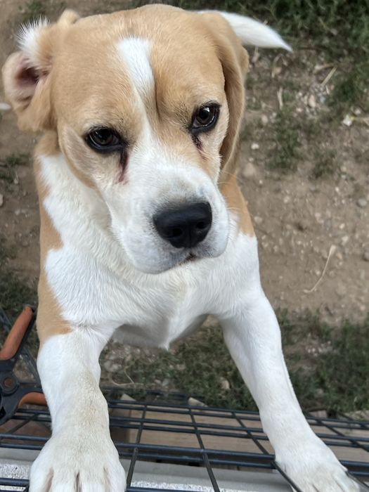 Donam cățeluș Beagle 5 ani cu pedigree – caut familie responsabilă, preferabil curte, păstrăm legătura