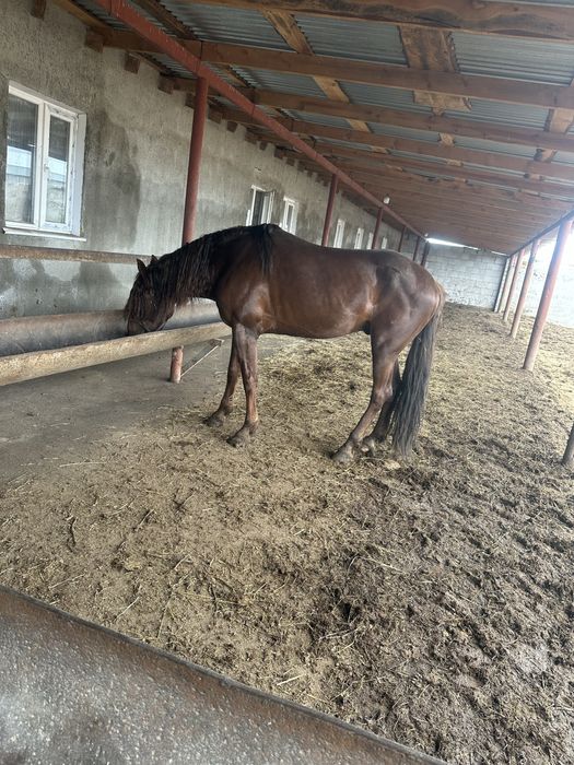 Жеребец полукровный