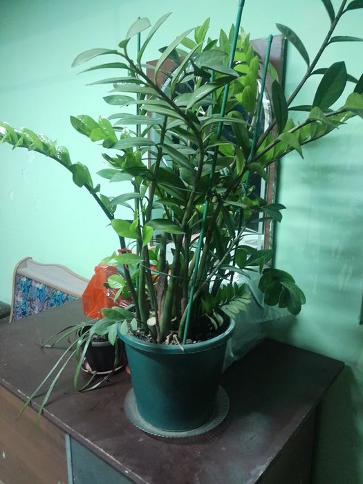 комнотное растения