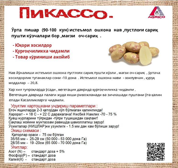 Уруглик картошка Urugʻlik kartoshka