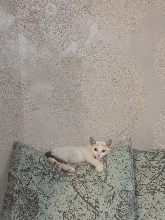 Мальчуган в добрые руки
