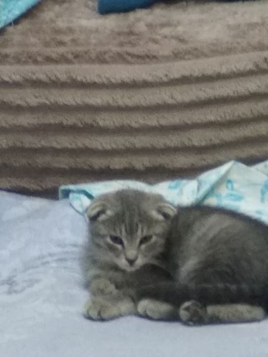 Вислоухий Скотиш