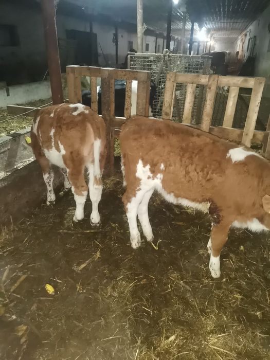 De vânzare 2 vitele baltate românești