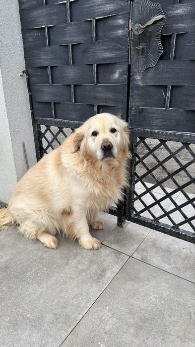 Donez golden retriver