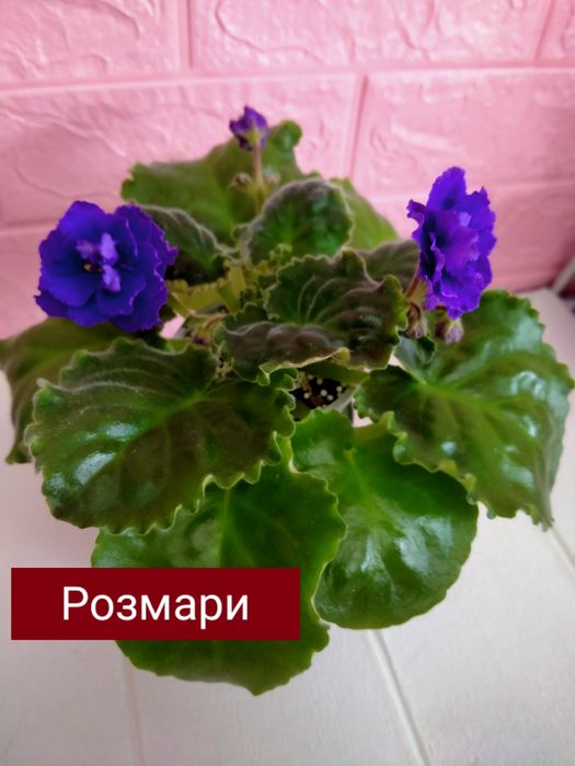 Фиалки! Фиалки! Фиалки!