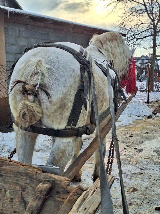 Cal foarte bun de lucru
Preț si detalii la nr