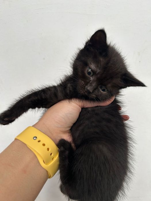 БЕСПЛАТНО отдам котят