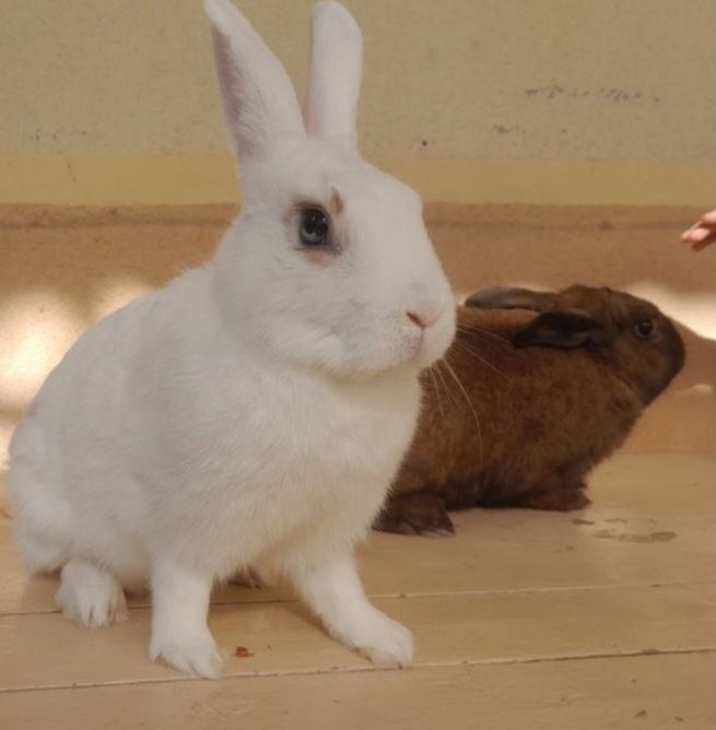 Quyon bolasi 3 oylik